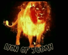 a picture of a lion with the words " lion of judah " below it