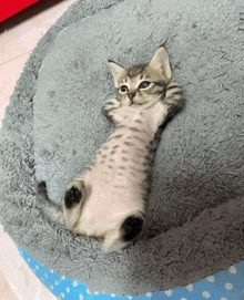 a small kitten is laying on its back on a blanket