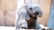 a baby elephant sitting on a rock with its trunk up