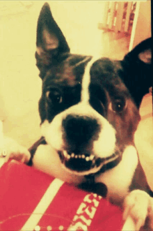 a black and white dog is laying on a red and white mat that says " diet "