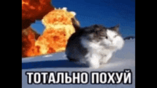 a cat is standing in front of a large explosion with the words totally poxyy written below it .