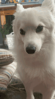 a close up of a white dog with black eyes