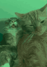 two cats are laying next to each other with one looking at the camera