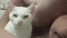 a white cat laying on a man 's lap