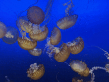 a group of jellyfish swimming in a blue water