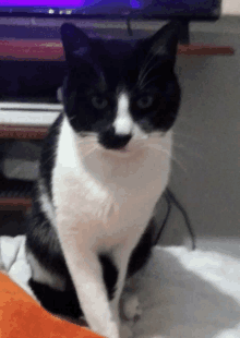 a black and white cat sitting on a bed in front of a television