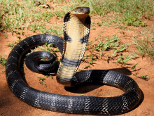 a black and yellow snake is laying on the ground