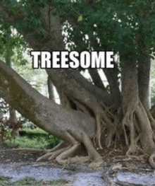 a tree with a caption that says treesome on it