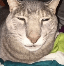 a close up of a cat making a funny face while laying on a blanket .