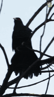 a black bird is perched on a tree branch with a sticker that says ' a few birds ' on it