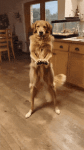 a dog is standing on its hind legs holding a controller