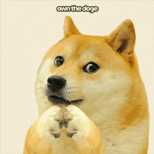 a picture of a doge holding a heart with the words own the doge below it