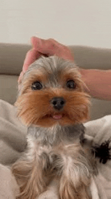 a person is petting a small yorkshire terrier dog on a bed .