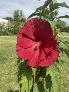 a large red flower is surrounded by green leaves and buds