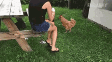 a woman is sitting on a picnic table holding an ice cream cone while a chicken walks towards her .