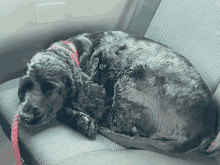 a black dog is laying in a car seat with a red leash