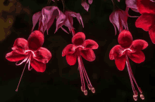 a close up of three red flowers with long stems on a black background