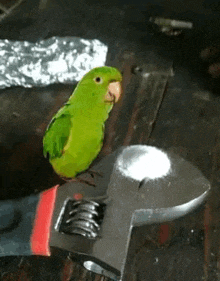 a green parrot perched on top of a wrench