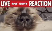 a picture of a cat with the words live rat eepy reaction behind it