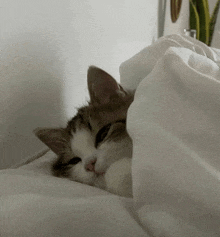 a cat is laying under a white blanket