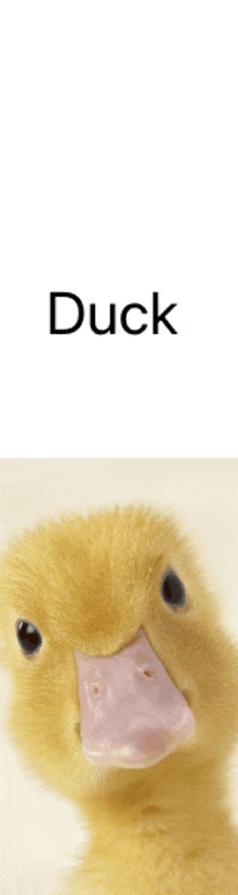 a picture of a baby duck with the word duck below it