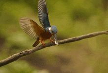 a bird with a fish in its beak is perched on a tree branch