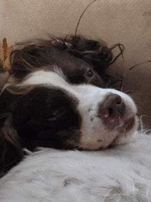 a brown and white dog is laying down on a white blanket