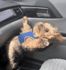 a dog wearing a blue vest is laying on its back in a car