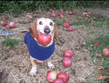 a dog holding an apple in its mouth surrounded by apples