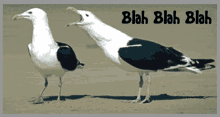 two seagulls standing on a beach with the words blah blah blah below them