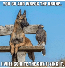 a dog and a bird are sitting on a wooden bench with a caption that says " you go and wreck the drone ...