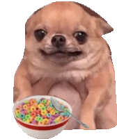 a dog is eating a bowl of cereal with a spoon in it