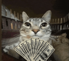 a cat holding a fan of 100 dollar bills in its paws