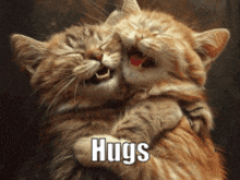 two kittens hugging each other with the word hugs written below them