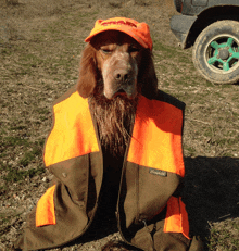 a dog wearing an orange vest and a hat that says ' aguila ' on it