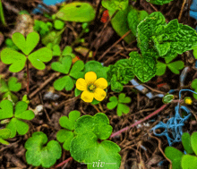 a small yellow flower is surrounded by green leaves and the word viv is on the bottom