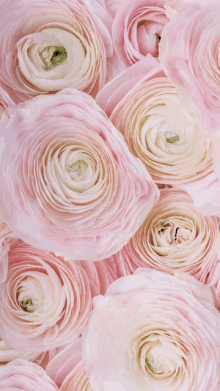 a close up of a bunch of pink flowers