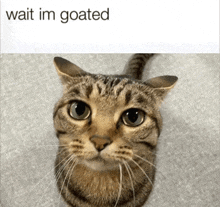 a picture of a cat with the words wait im goated below it