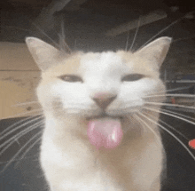 a brown and white cat sticking its tongue out