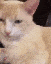 a close up of a cat sitting on a person 's lap looking at the camera .