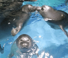 three seals are kissing in the water and one of them is looking at the camera