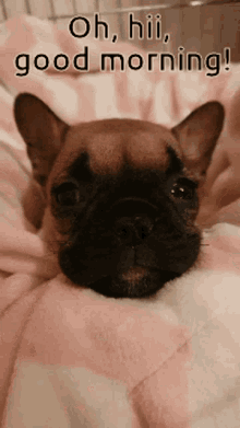 a brown dog laying on a pink and white blanket with the words " oh hi good morning " written above it