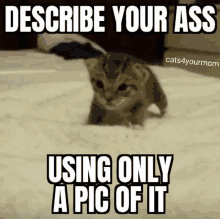 a kitten is on a bed with the caption describe your ass using only a pic of it