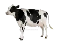 a black and white cow is standing in front of a white background with deviantart.com at the bottom