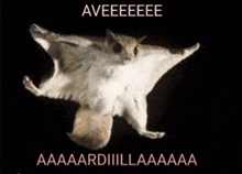 a picture of a flying squirrel with the caption aveeeee aaaardiiillaaaa