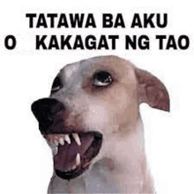 a picture of a dog with its mouth open and a sticker that says tawa ba aku o kakagat ng tao .