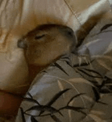 a small squirrel is sleeping on a bed with a blanket .