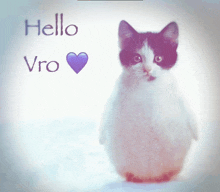 a picture of a cat with the words hello vro written on it