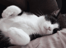 a black and white cat sleeping on its back on a pink blanket