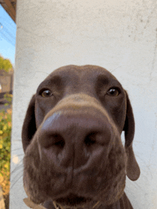 a close up of a brown dog 's nose with a white wall in the background